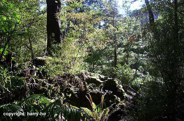 24_11-3-Kaitoke-3