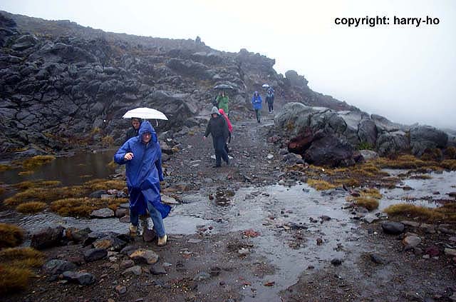 10-Regen-in-Whakapapa