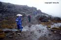 10-Regen-in-Whakapapa