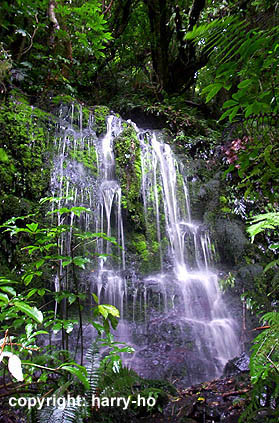 05-11_1_Catlins-Fall
