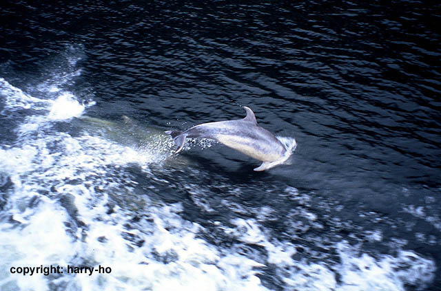 05-13_6_Delphin