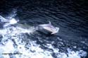 05-13_6_Delphin